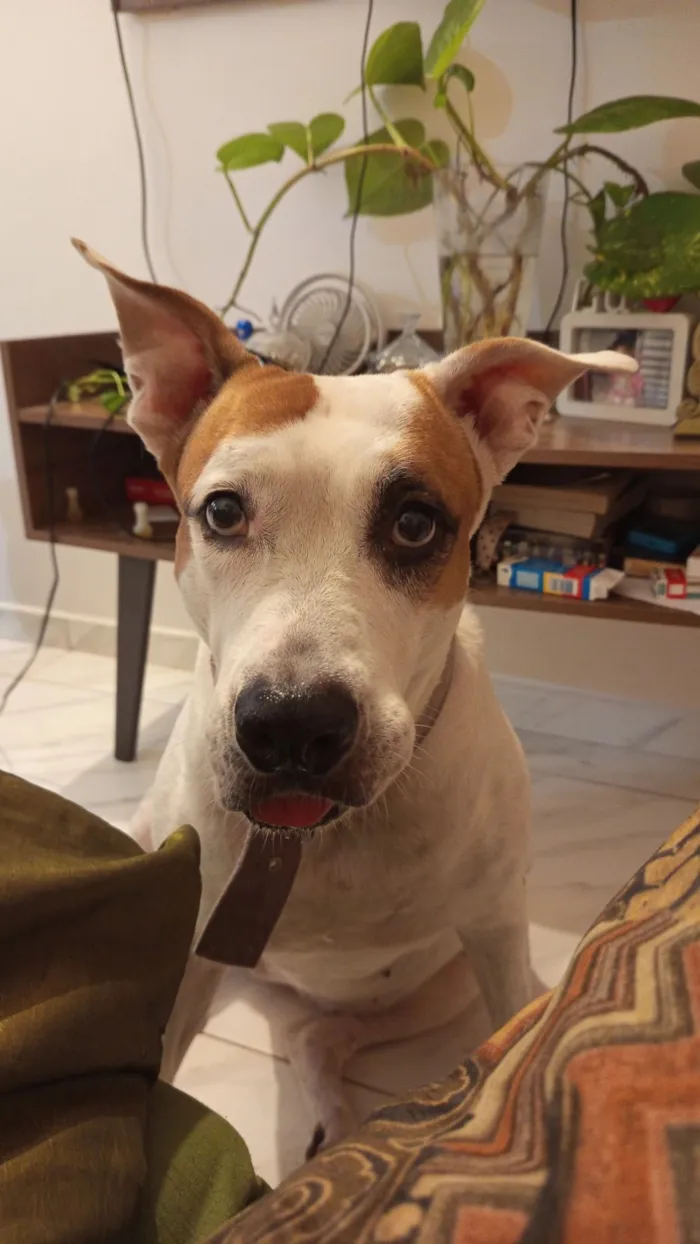 Cachorro raça Pit-Bull idade 6 ou mais anos nome Lua