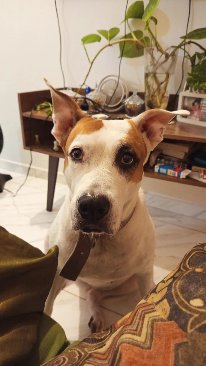 Cachorro raça Pit-Bull idade 6 ou mais anos nome Lua