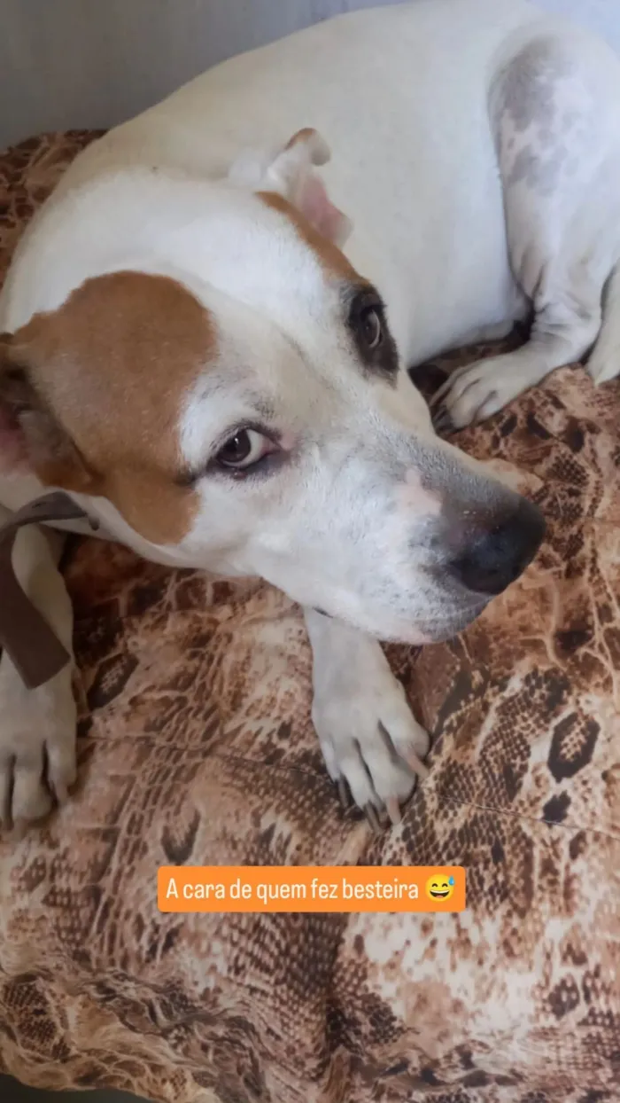 Cachorro raça Pit-Bull idade 6 ou mais anos nome Lua