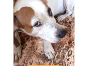 Cachorro raça Pit-Bull idade 6 ou mais anos nome Lua