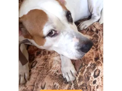 Cachorro raça Pit-Bull idade 6 ou mais anos nome Lua