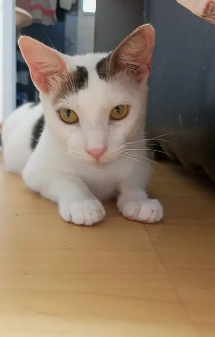 Gato raça SRD-ViraLata idade 2 anos nome Bombom 