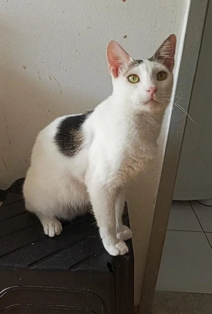 Gato raça SRD-ViraLata idade 2 anos nome Bombom 