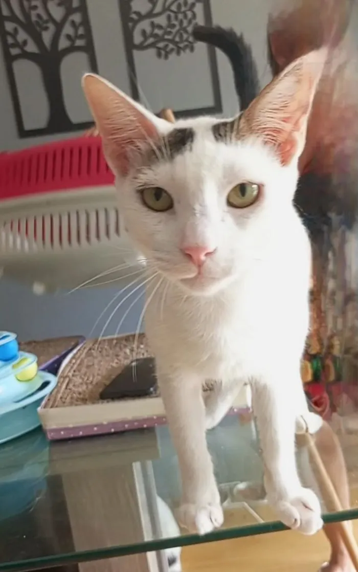 Gato raça SRD-ViraLata idade 2 anos nome Bombom 