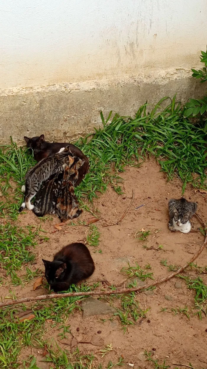 Gato raça SRD-ViraLata idade 2 a 6 meses nome Sem nomes