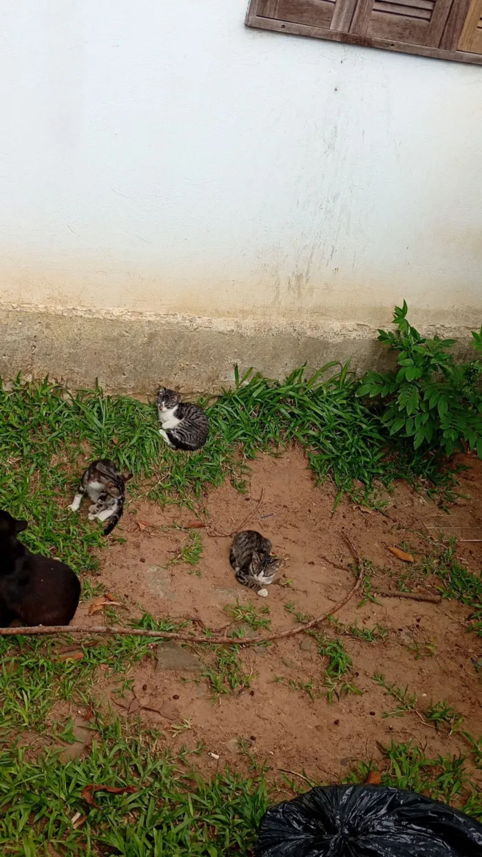 Gato raça SRD-ViraLata idade 2 a 6 meses nome Sem nomes