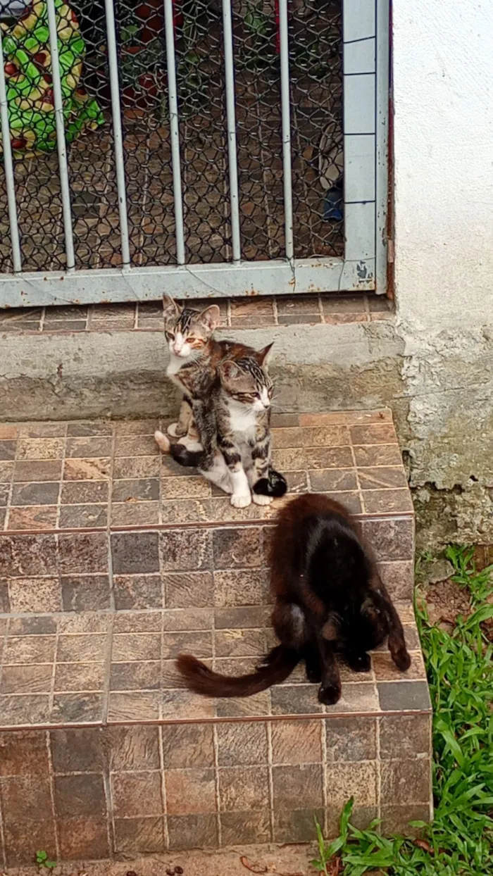 Gato raça SRD-ViraLata idade 2 a 6 meses nome Sem nomes