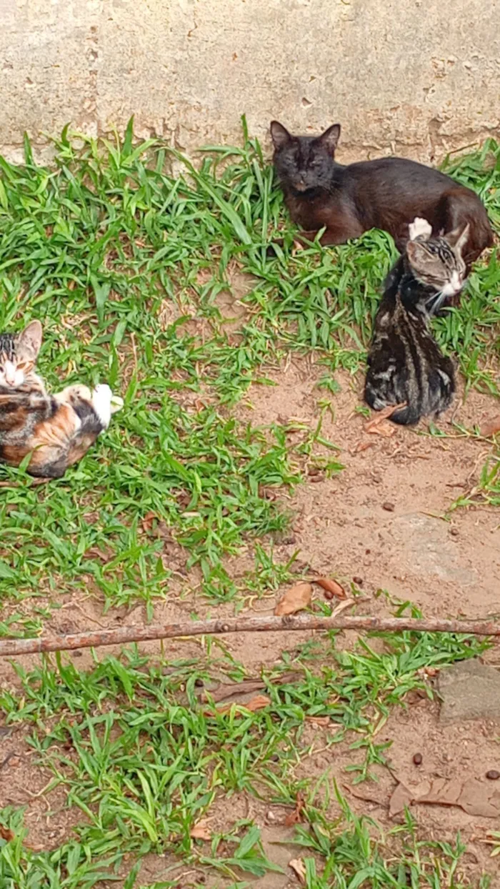 Gato raça SRD-ViraLata idade 2 a 6 meses nome Sem nomes