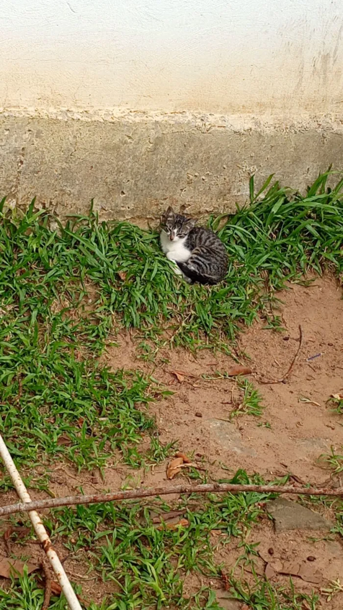 Gato raça SRD-ViraLata idade 2 a 6 meses nome Sem nomes