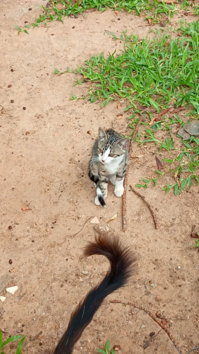 Gato raça SRD-ViraLata idade 2 a 6 meses nome Sem nomes