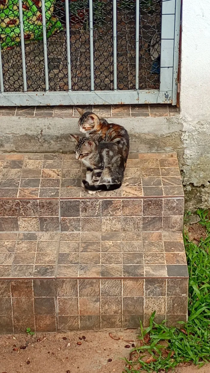 Gato raça SRD-ViraLata idade 2 a 6 meses nome Sem nomes