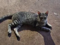 Gato raça SRD-ViraLata idade 1 ano nome Sem nome