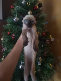 Gato raça Siamês idade 2 a 6 meses nome Sem nome