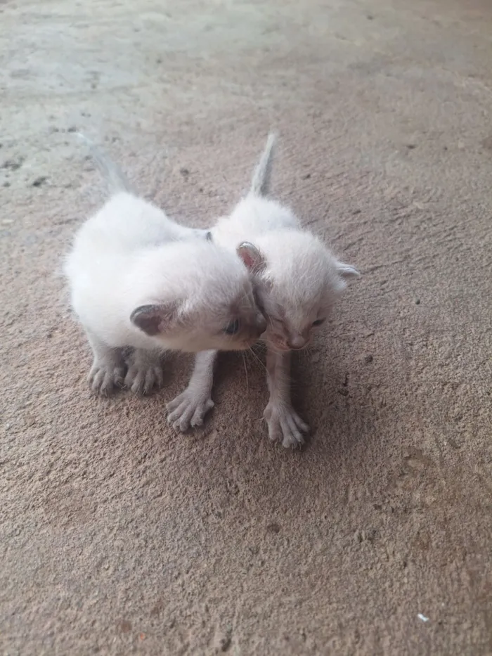 Gato raça Siamês idade Abaixo de 2 meses nome Sem nomes