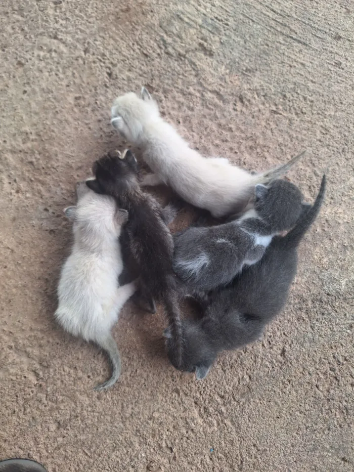 Gato raça Siamês idade Abaixo de 2 meses nome Sem nomes