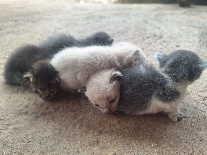 Gato raça Siamês idade Abaixo de 2 meses nome Sem nomes