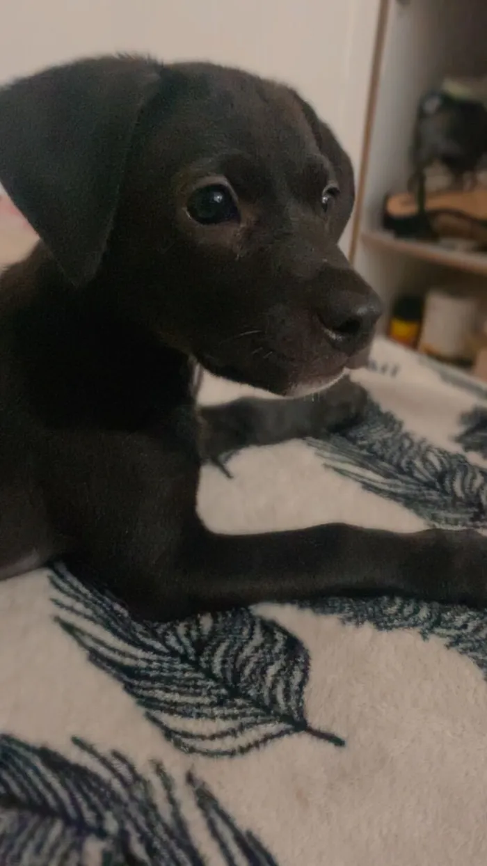 Cachorro raça SRD-ViraLata idade 2 a 6 meses nome Nina 