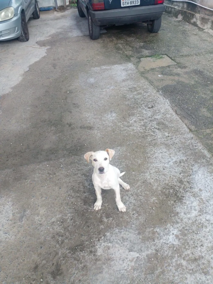 Cachorro raça SRD-ViraLata idade 2 a 6 meses nome Brancao