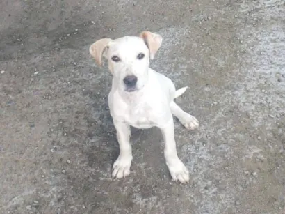 Cachorro raça SRD-ViraLata idade 2 a 6 meses nome Brancao