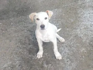 Cachorro raça SRD-ViraLata idade 2 a 6 meses nome Brancao