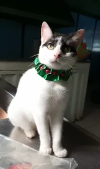 Gato raça SRD-ViraLata idade 2 anos nome Saori