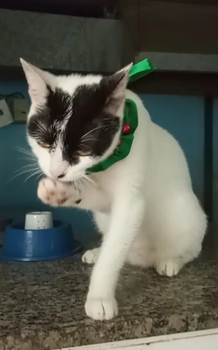 Gato raça SRD-ViraLata idade 2 anos nome Saori