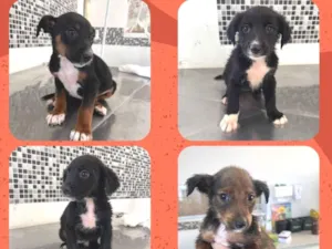 Cachorro raça SRD-ViraLata idade Abaixo de 2 meses nome Fêmeas 