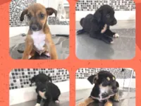 Cachorro raça SRD-ViraLata idade Abaixo de 2 meses nome Machos
