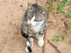Gato raça SRD-ViraLata idade 2 a 6 meses nome Sem nomes
