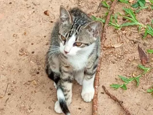 Gato raça SRD-ViraLata idade 2 a 6 meses nome Sem nomes