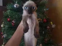 Gato raça Siamês idade 2 a 6 meses nome Sem nome