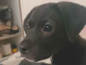 Cachorro raça SRD-ViraLata idade 2 a 6 meses nome Nina 