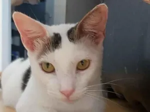 Gato raça SRD-ViraLata idade 2 anos nome Bombom 