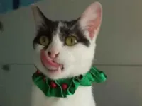 Gato raça SRD-ViraLata idade 2 anos nome Saori