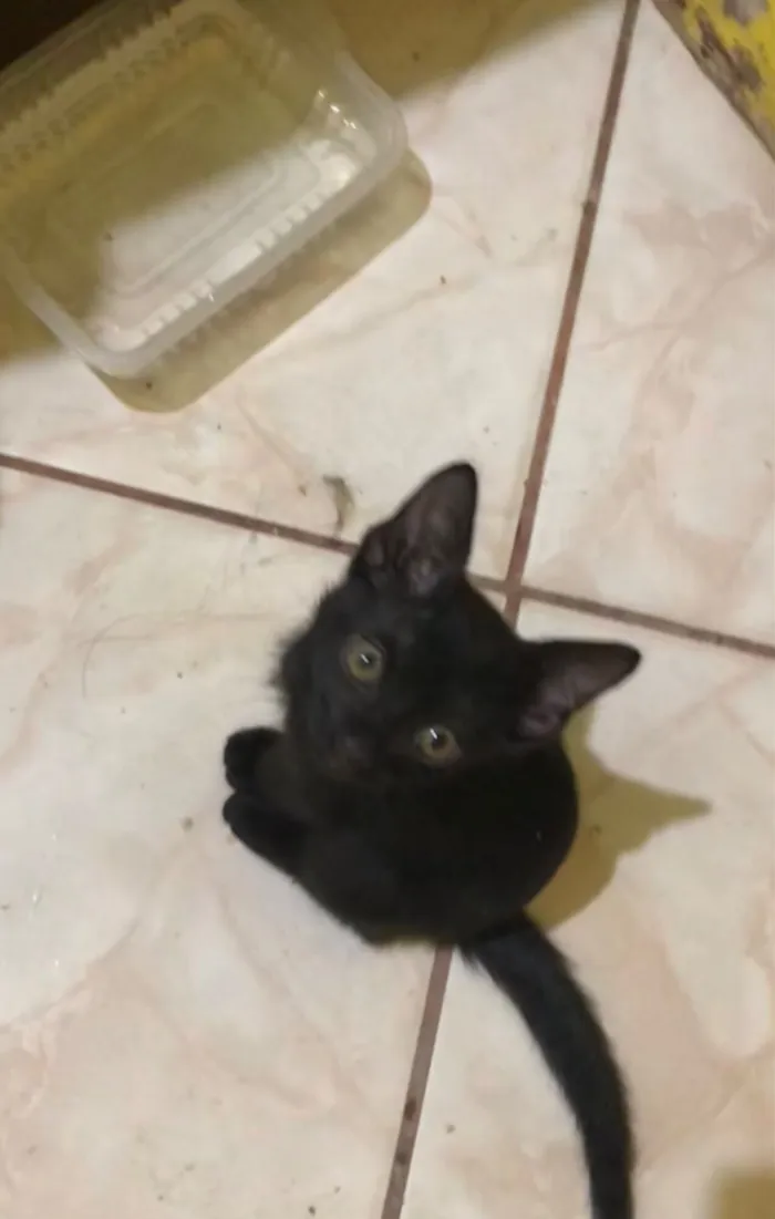 Gato raça SRD-ViraLata idade 2 a 6 meses nome Filhotes
