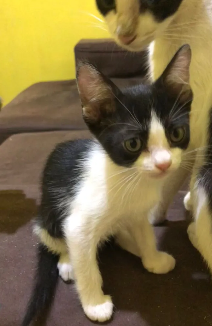 Gato raça SRD-ViraLata idade 2 a 6 meses nome Filhotes