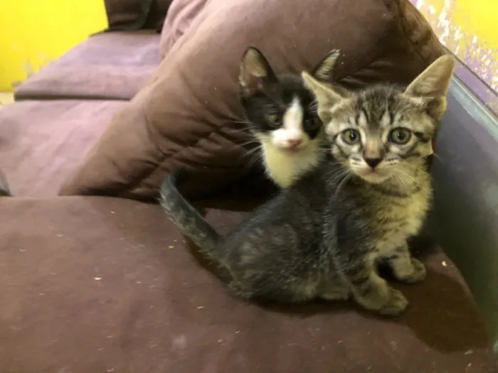 Gato raça SRD-ViraLata idade 2 a 6 meses nome Filhotes