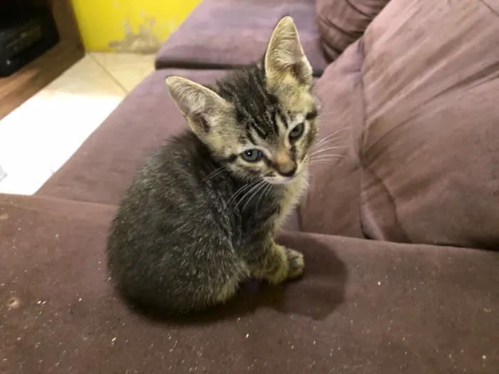 Gato raça SRD-ViraLata idade 2 a 6 meses nome Filhotes