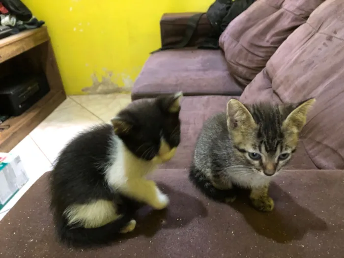 Gato raça SRD-ViraLata idade 2 a 6 meses nome Filhotes