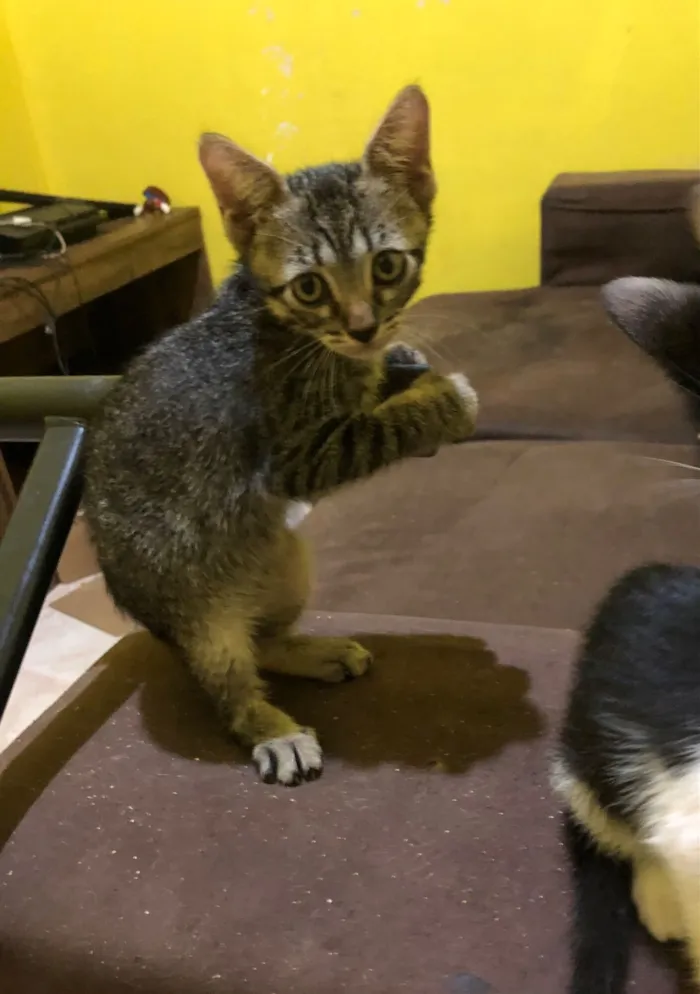 Gato raça SRD-ViraLata idade 2 a 6 meses nome Filhotes