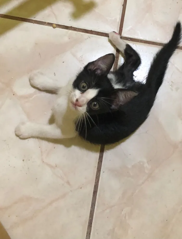 Gato raça SRD-ViraLata idade 2 a 6 meses nome Filhotes