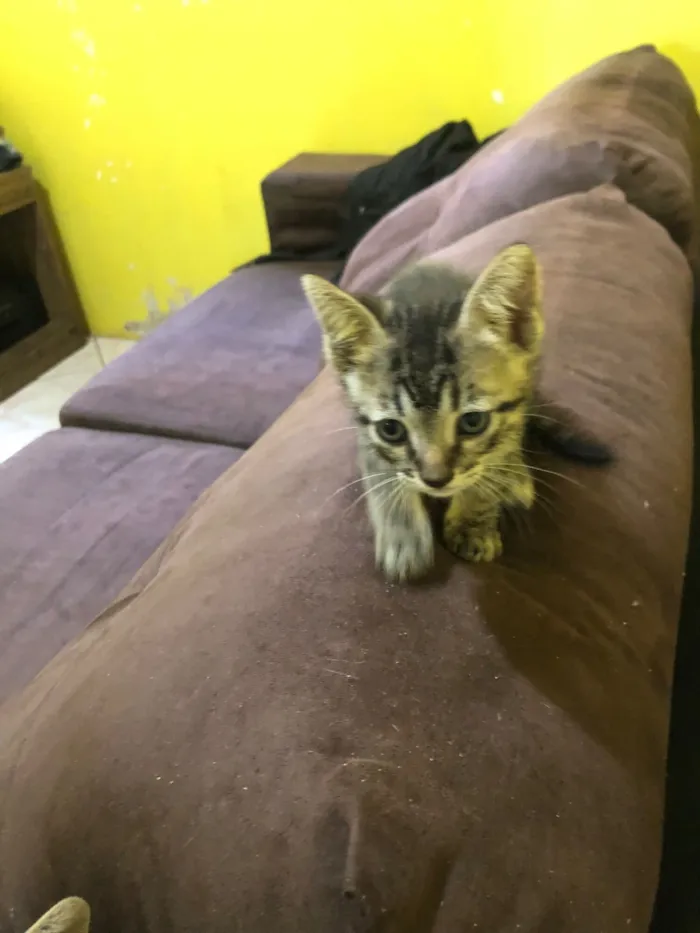 Gato raça SRD-ViraLata idade 2 a 6 meses nome Filhotes