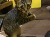 Gato raça SRD-ViraLata idade 2 a 6 meses nome Filhotes