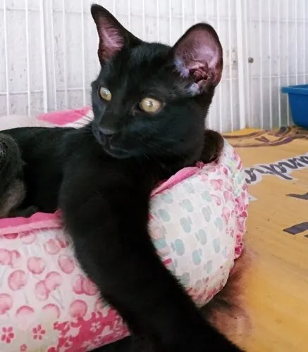 Gato raça SRD-ViraLata idade 2 a 6 meses nome LARA BLACK