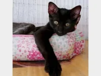 Gato raça SRD-ViraLata idade 2 a 6 meses nome LARA BLACK