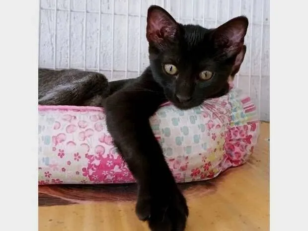 Gato raça SRD-ViraLata idade 2 a 6 meses nome LARA BLACK