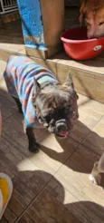Cachorro raça Bulldog idade 3 anos nome Ruan