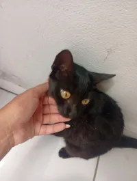 Gato raça SRD-ViraLata idade 7 a 11 meses nome Sem nome 