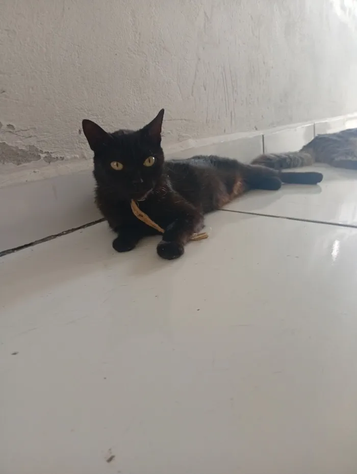 Gato raça SRD-ViraLata idade 7 a 11 meses nome Sem nome 