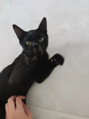 Gato raça SRD-ViraLata idade 2 a 6 meses nome Não tem 